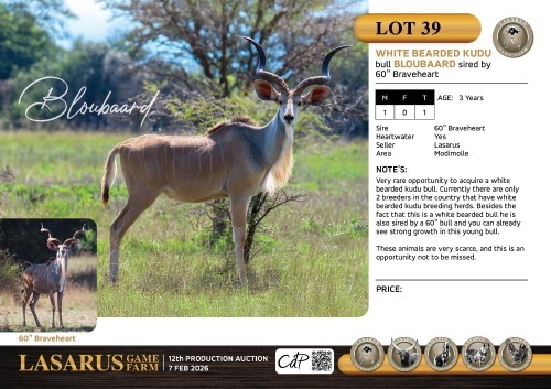 M:1 T:1 X White bearded kudu bull Bloubaard sired by 60" Braveheart. Lasarus Game Farm