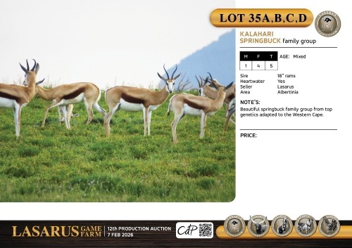 M:1 F:4 T:5 X Kalahari springbuck family group. Lasarus Game Farm (Pay per Animal)