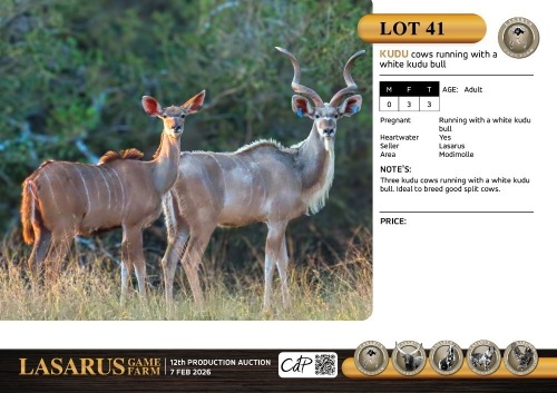 F:3 T:3 X Kudu cows running with a white kudu bull. Lasarus Game Farm (Pay per Animal)