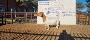 1 X BOERBOK OOI/EWE BOOYSEN BDY - KUDDE SPEEN