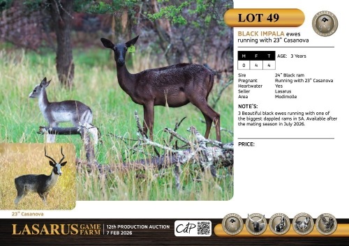 F:4 T:4 X Black impala ewes running with 23" Casanova Lasarus Game Farm (Pay per Animal)