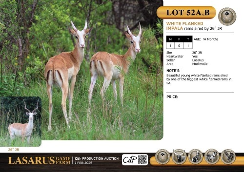 M:1 T:1 X White flanked impala rams sired by 26" JR. Lasarus Game Farm