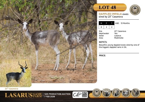 F:2 T:2 X Dappled impala ewes sired by 23" Casanova. Lasarus Game Farm (Pay per Animal)