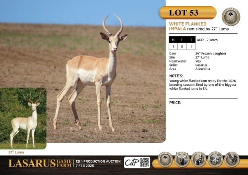M:1 T:1 X White flanked impala ram sired by 27" Luma. Lasarus Game Farm