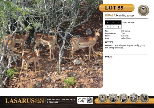 M:1 F:5 T:6 X Impala breeding group. Lasarus Game Farm (Pay per Animal)