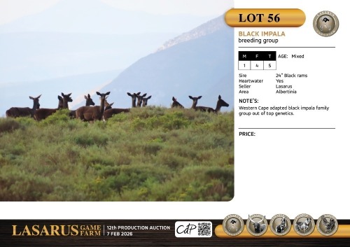 M:1 F:4 T:5 X Black impala breeding group. Lasarus Game Farm (Pay per Animal)