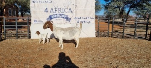 1 X BOERBOK OOI/EWE BOOYSEN BDY - STOET