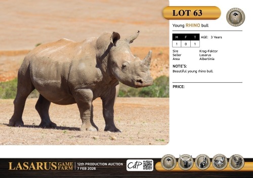 M:1 T:1 X Young rhino bull. Lasarus Game Farm