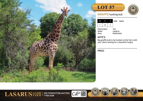 M:1 T:1 X Giraffe hunting bull. Lasarus Game Farm