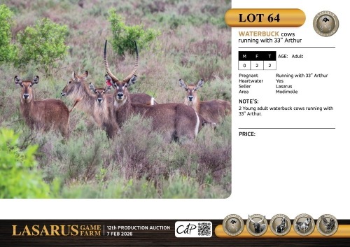 F:2 T:2 X Waterbuck cows running with 33" Arthur. Lasarus Game Farm (Pay per Animal)
