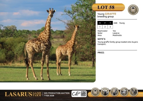M:1 F:2 T:3 X Young giraffe breeding group. Lasarus Game Farm (Pay per Animal)