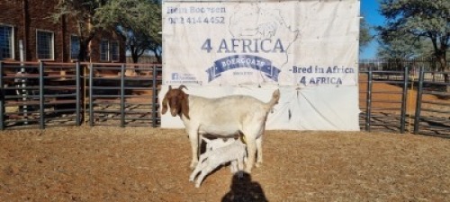 1 X BOERBOK OOI/EWE BOOYSEN BDY - STOET