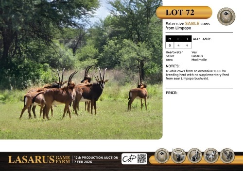 F:4 T:4 X Extensive sable cows from Limpopo. Lasarus Game Farm (Pay per Animal)