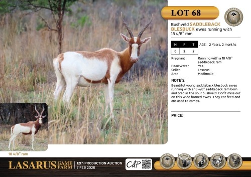 F:2 T:2 X Bushveld saddleback blesbuck ewes running with 18 4/8" ram. Lasarus Game Farm (Pay per Animal)