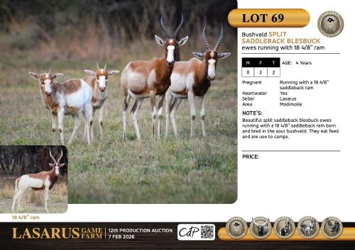 F:2 T:2 X Bushveld split saddleback blesbuck ewes running with 18 4/8" ram. Lasarus Game Farm (Pay per Animal)