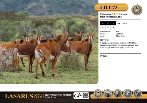 F:4 T:4 X Extensive sable cows from Western Cape. Lasarus Game Farm (Pay per Animal)