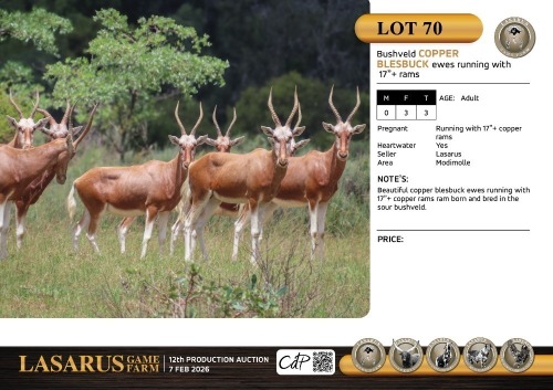 F:3 T:3 X Bushveld copper blesbuck ewes running with 17"+ rams. Lasarus Game Farm (Pay per Animal)