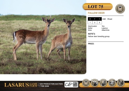 M:1 F:2 T:3 X Fallow deer. Lasarus Game Farm (Pay per Animal)
