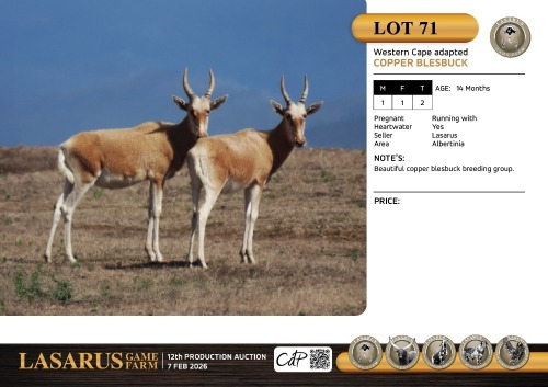 M:1 F:1 T:2 X Western Cape adapted copper blesbuck. Lasarus Game Farm (Pay per Animal)
