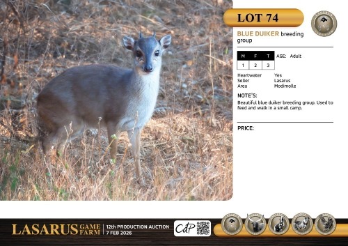 M:1 F:2 T:3 X Blue duiker breeding group. Lasarus Game Farm (Pay per Animal)