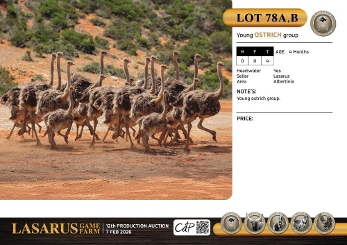 T:4 X Young ostrich group. Lasarus Game Farm (Pay per Animal)