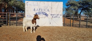 1 X BOERBOK OOI/EWE BOOYSEN BDY - KUDDE SPEEN