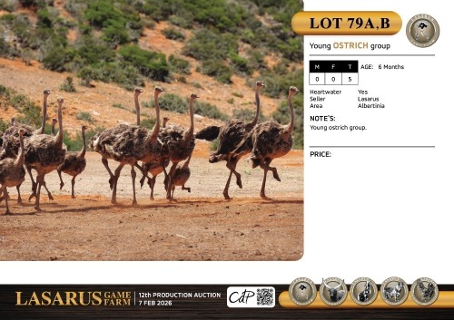 T:5 X Young ostrich group. Lasarus Game Farm (Pay per Animal)