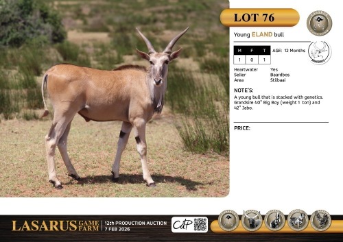M:1 T:1 X Young eland bull. Baardbos