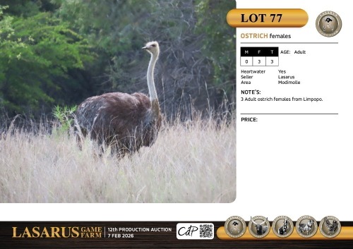 F:3 T:3 X Ostrich females. Lasarus Game Farm (Pay per Animal)