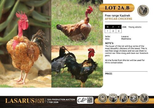 3X Free Range African Chickens - Kaalnek Lasarus Game Farm (Pay per Animal)