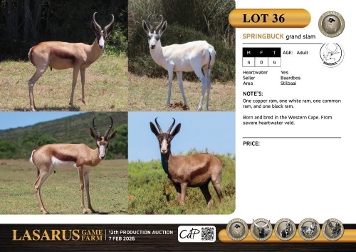 M:4 T:4 X Springbuck grand slam. Baardbos (Pay per Animal)