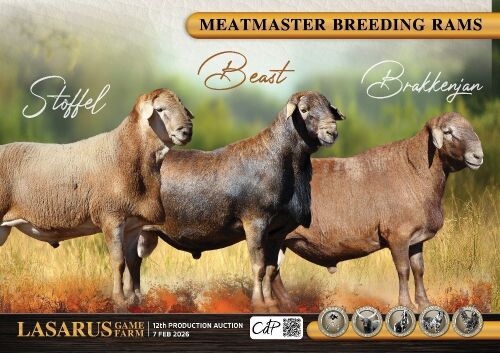LOT 301-312B : MEATMASTERS