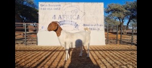 1 X BOERBOK OOI/EWE BOOYSEN BDY - STOET