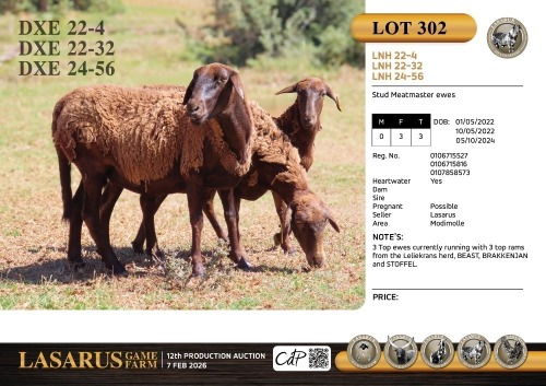 3X Stud Meatmaster ewes Lasarus Game Farm (Pay per Animal)