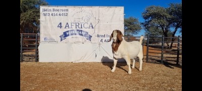 1 X BOERBOK RAM BOOYSEN BDY - STOET