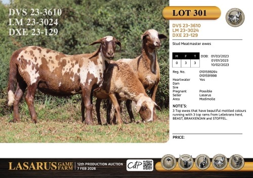 3X Stud Meatmaster ewes Lasarus Game Farm (Pay per Animal)