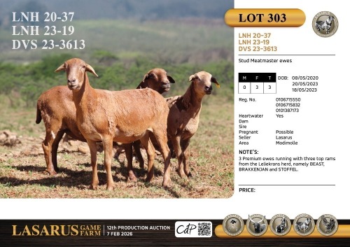 3X Stud Meatmaster ewes Lasarus Game Farm (Pay per Animal)
