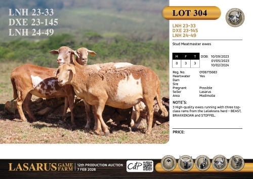 3X Stud Meatmaster ewes Lasarus Game Farm (Pay per Animal)