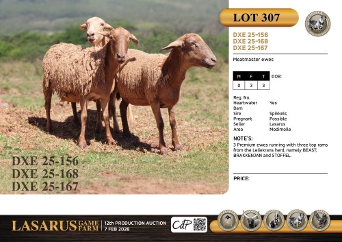 3X Meatmaster ewes Lasarus Game Farm (Pay per Animal)