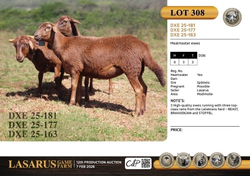 3X Meatmaster ewes Lasarus Game Farm (Pay per Animal)