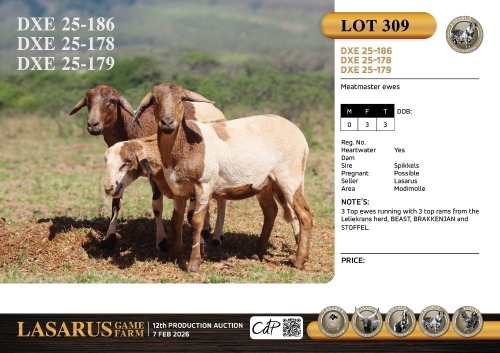 3X Meatmaster ewes Lasarus Game Farm (Pay per Animal)