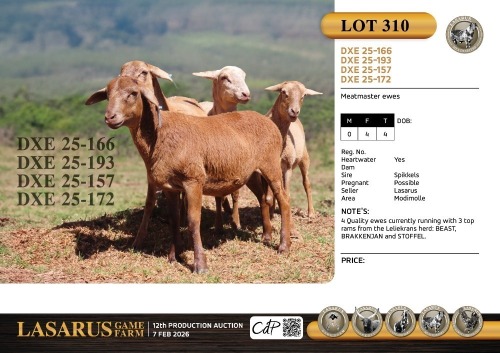 4X Meatmaster ewes Lasarus Game Farm (Pay per Animal)