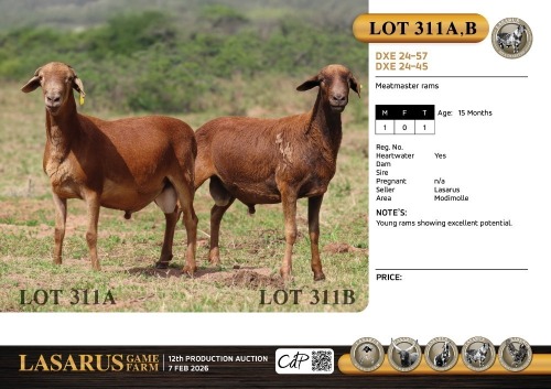 1X Meatmaster rams Lasarus Game Farm