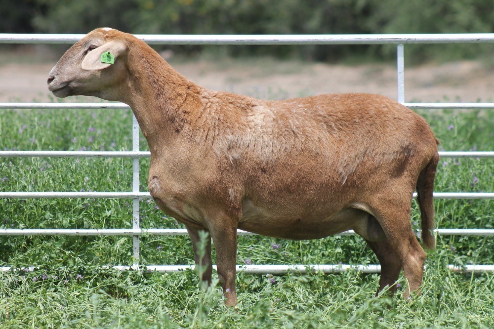 1 1X MEATMASTER EWE BIETOU MEATMASTERS BIETOU MEATMASTER AUCTION ...