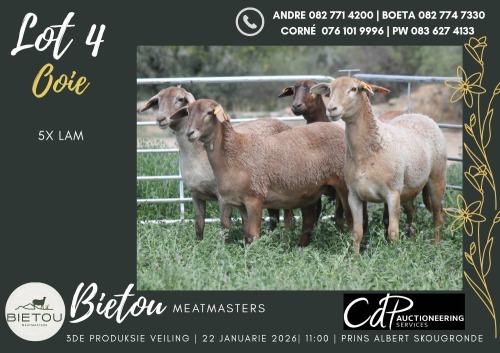 5X MEATMASTER EWE BIETOU MEATMASTERS (Pay per Animal to take all in lot)