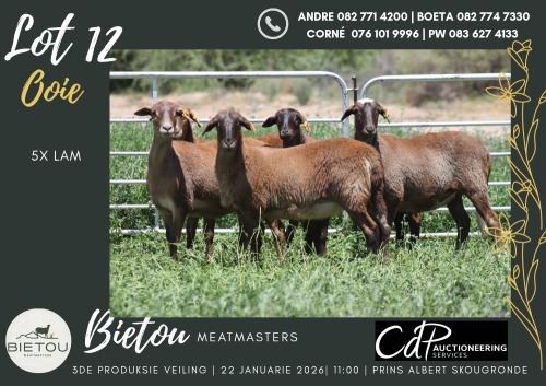 5X MEATMASTER EWE BIETOU MEATMASTERS (Pay per Animal to take all in lot)