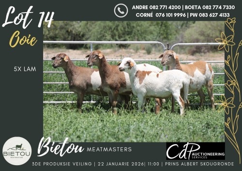 5X MEATMASTER EWE BIETOU MEATMASTERS