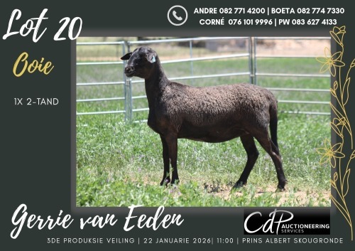 1X MEATMASTER EWE GERRIE VAN EEDEN