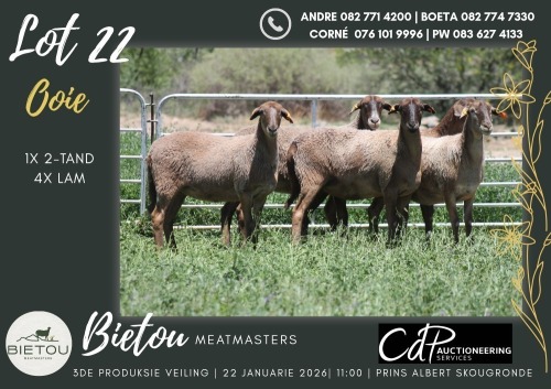 5X MEATMASTER EWE BIETOU MEATMASTERS (Pay per Animal to take all in lot)