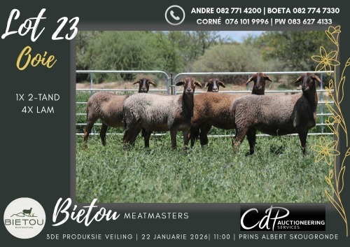 5X MEATMASTER EWE BIETOU MEATMASTERS (Pay per Animal to take all in lot)